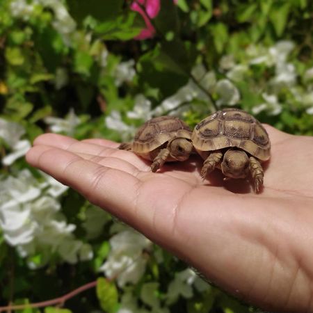 Lotus Turtle Garden Eilat Apartment Екстериор снимка