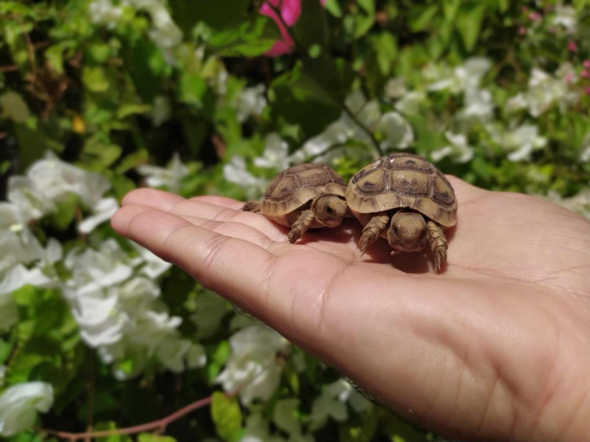 Lotus Turtle Garden Eilat Apartment Екстериор снимка