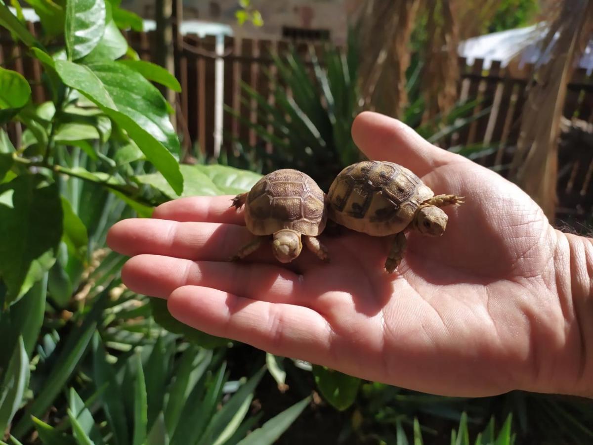 Lotus Turtle Garden Eilat Apartment Екстериор снимка