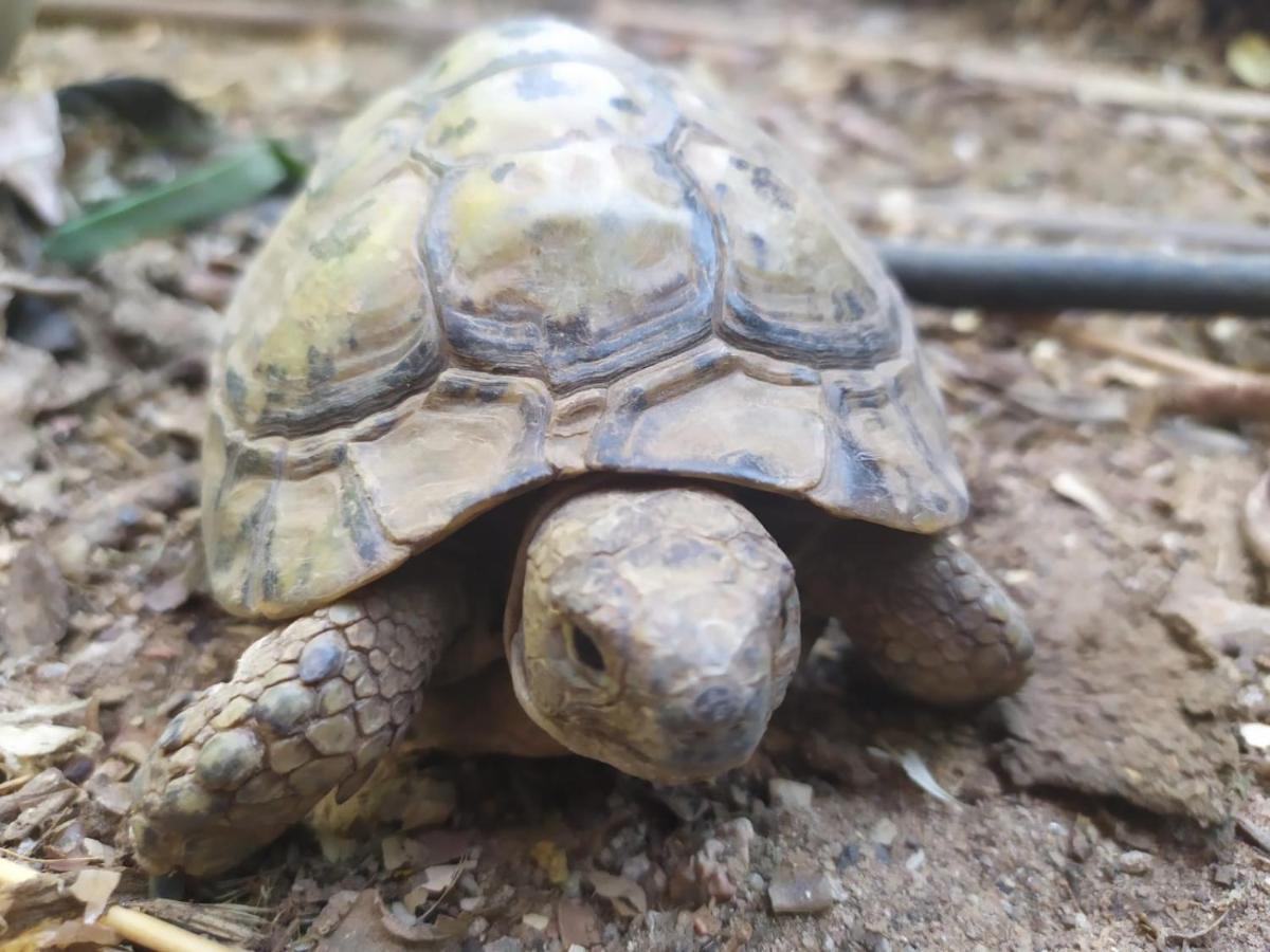 Lotus Turtle Garden Eilat Apartment Екстериор снимка