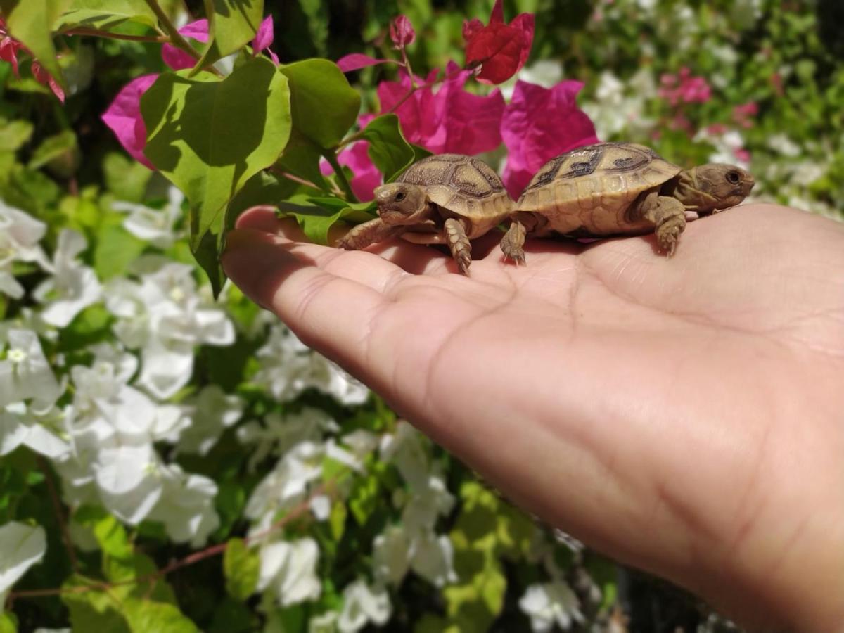 Lotus Turtle Garden Eilat Apartment Екстериор снимка